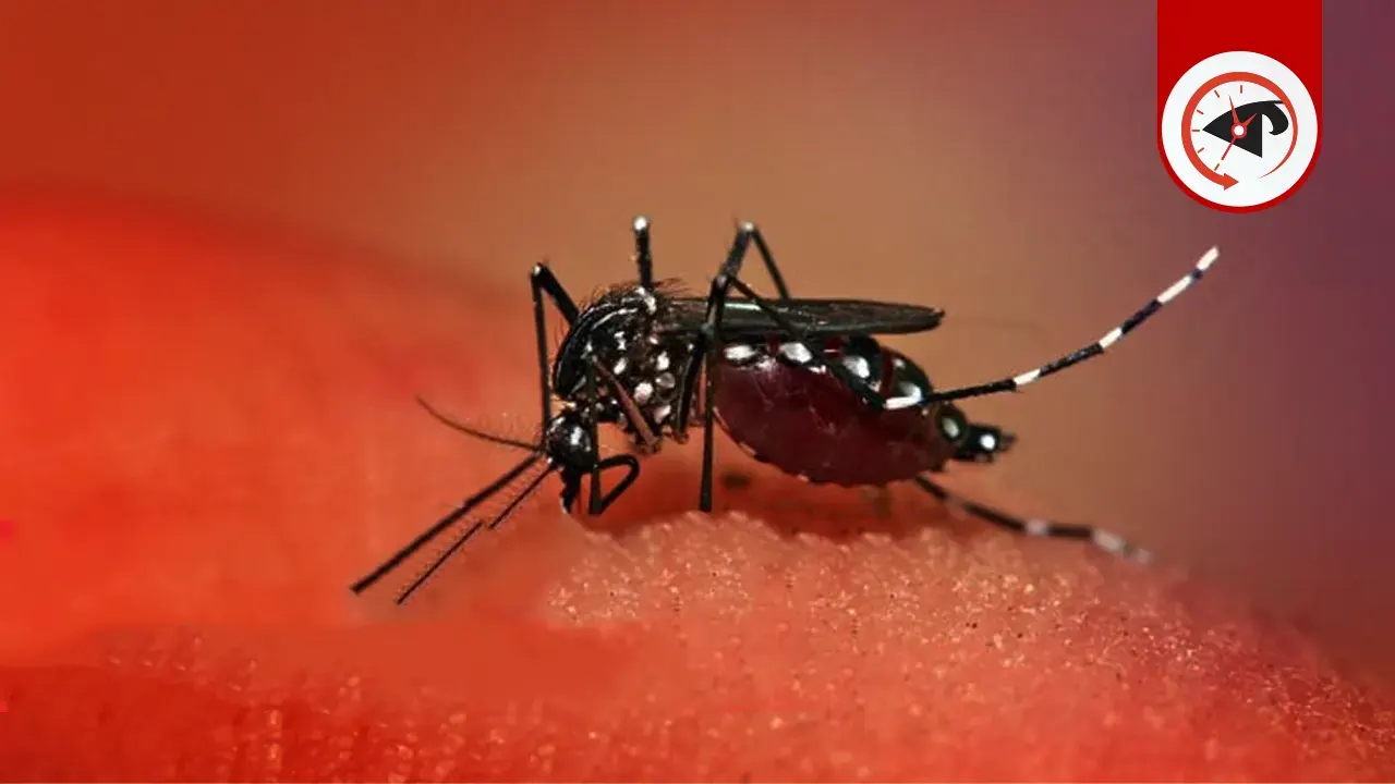 ডেঙ্গুতে আরও ২ জনের মৃত্যু, হাসপাতালে ১৯৫